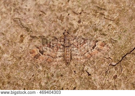 Closeup On A Well Camouflaged Micro Double-striped Pug Geometer Moth , Gymnoscelis Rufifasciata Sitt