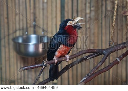 Captive African Bearded Barbet Close Up While Perched On A Limb