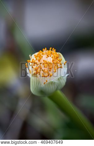 Close Up Of White Flower With Yellow Pollen In The Morning Light. The Flower Of The Elephant Ear, Al