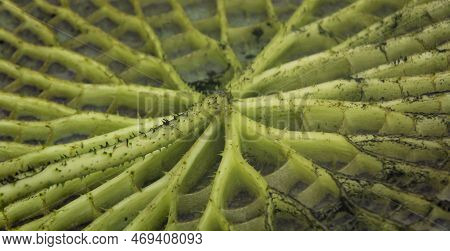 The Leaf Of The Giant Water Lily (victoria Cruziana). Here From The Lower Side, What Else Floats On 