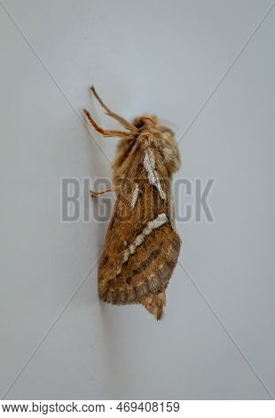 Side View Of A Small Hop Rootworm On A Wall.
