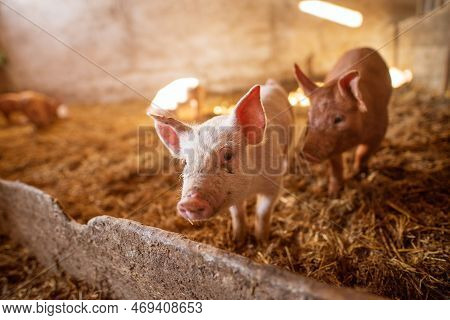 Pig At Pigsty. Pig Farm. Group Of Pigs At Animal Farm.