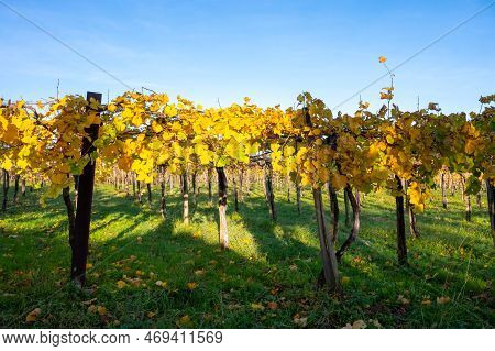 Hilly Txakoli Grape Vineyards, Making Of Txakoli Or Chacolí Slightly Sparkling, Very Dry White Wine