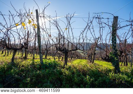 Hilly Txakoli Grape Vineyards, Making Of Txakoli Or Chacolí Slightly Sparkling, Very Dry White Wine