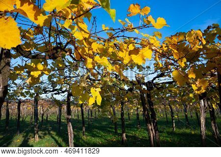 Hilly Txakoli Grape Vineyards, Making Of Txakoli Or Chacolí Slightly Sparkling, Very Dry White Wine