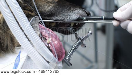 The Gastroscope Is Inserted Into The Dogs Open Mouth. An Endoscopic Examination Is Performed On A Do