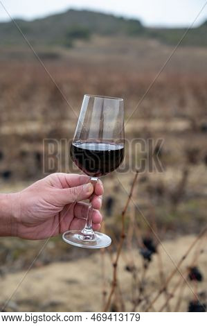 Tasting Of Rioja Wine, Ripe And Dry Bunches Of Red Tempranillo Grapes After Harvest, Vineyards Of La