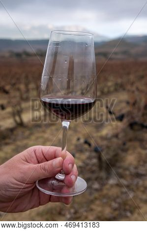 Tasting Of Rioja Wine, Ripe And Dry Bunches Of Red Tempranillo Grapes After Harvest, Vineyards Of La