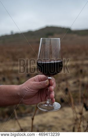 Tasting Of Rioja Wine, Ripe And Dry Bunches Of Red Tempranillo Grapes After Harvest, Vineyards Of La