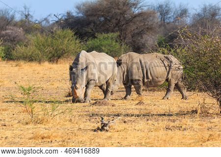 White Rhino In Natural Habitat In Waterberg Plateau National Park In Namibia. African Wildlife. Sout