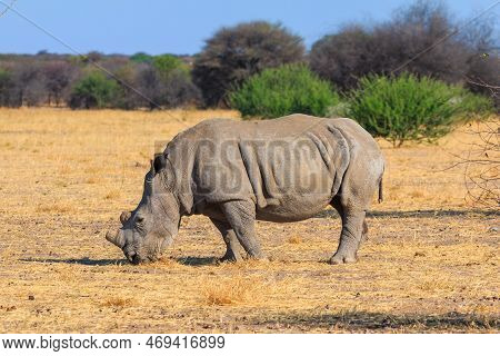 White Rhino In Natural Habitat In Waterberg Plateau National Park In Namibia. African Wildlife. Sout