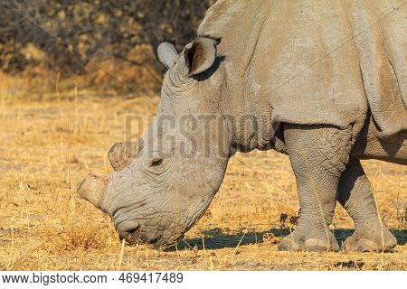 White Rhino In Natural Habitat In Waterberg Plateau National Park In Namibia. African Wildlife. Sout
