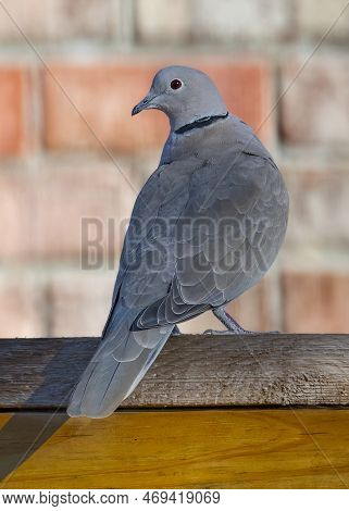 Ring Neck Dove Perched On A Fence By A Brick Wll.