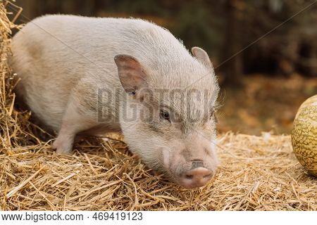 A White Mini Pig Sits In A Wicker Basket. Autumn Photo
