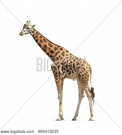 Beautiful Rothschild Giraffe On White Background. Wild Animal