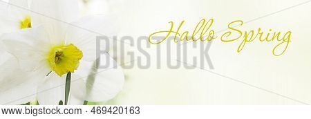 Spring Background - Spring Composition Of Daffodils And The Inscription Hello Spring. Banner. Copy S