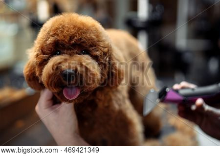 Haircut Of A Funny Red Dog In A Grooming Salon. High Quality Photo