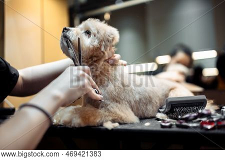 Animal Care. A Professional Grooms A Dog. High Quality Photo