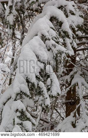 Image Of Fir Branches Covered With Snow. Snow-covered Fir Branches In Winter Close-up.snow Lies On T
