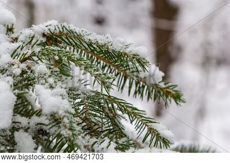 Image Of Fir Branches Covered With Snow. Snow-covered Fir Branches In Winter Close-up.snow Lies On T