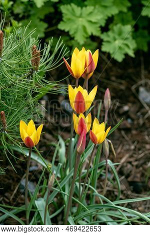 Miscellaneous Tulips Clusiana Bloom In A Garden In April