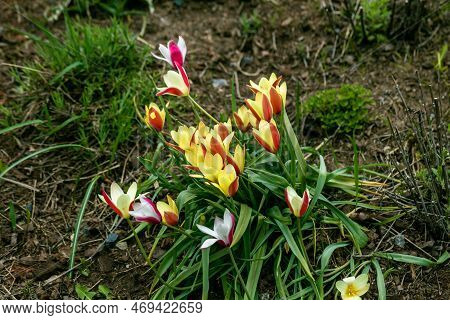Miscellaneous Tulips Clusiana Bloom In A Garden In April