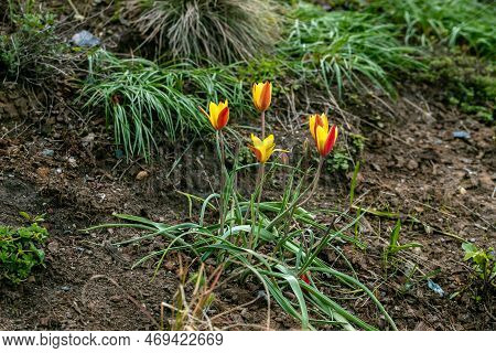 Miscellaneous Tulips Clusiana Bloom In A Garden In April