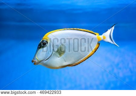 Naso Lituratus Acanthuridae Tropical Fish, Orangespine Unicornfish In Aquarium Blue Water. Ocean, Ma