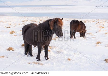 Icelandic Horses In Winter, Rural Animals In Snow Covered Meadow. Pure Nature In Iceland.