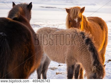 Icelandic Horses In Winter, Rural Animals In Snow Covered Meadow. Pure Nature In Iceland.