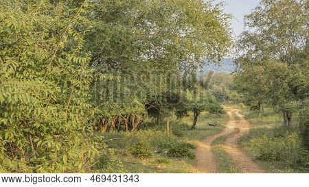 A Winding Dirt Safari Road Runs Through The Jungle. Ruts Are Visible. A Peacock Walks In The Grass O