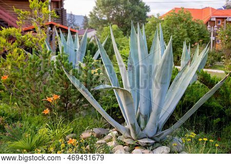 Striped American Agave , Agave Americana, Species Of The Agave Genus, Subfamily Agave, Asparagus Fam