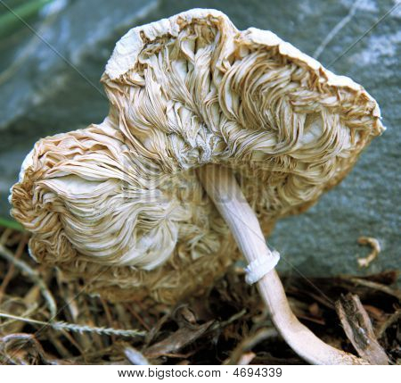 Toodstool