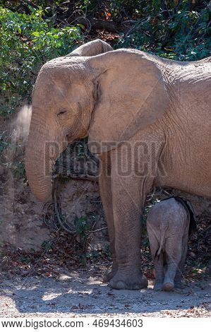 Closeup Of An Adult African Desert Elephant - Loxodonta Africana- And Her Calf Wandering In The Dese