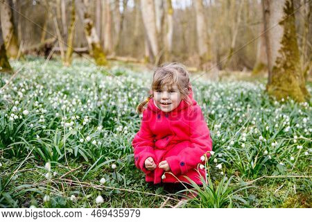 Cute Little Girl With First Spring Flowers Snowflakes On Sunny Day In Forest, Outdoors. Child With F