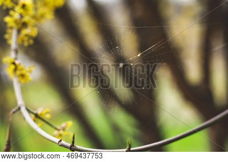 Close Up Spider Web On Blooming Tree Branch Concept Photo. Springtime In Garden. Front View Photogra