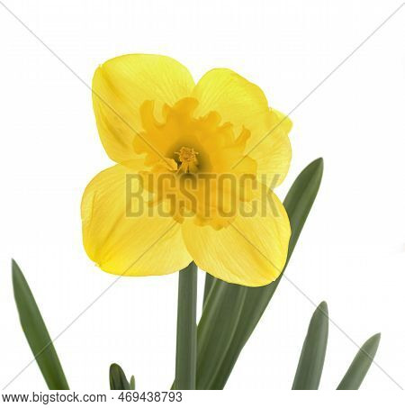 Narcissus Jonquilla In Front Of White Background