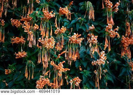 Flamevine Orange Flowers Wall. Green Leaves And Bright Blossoms Background