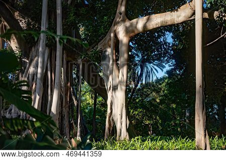 Ficus Macrophylla F. Columnaris, Banyan Tree Or Lord Howe Fig. Aerial Roots