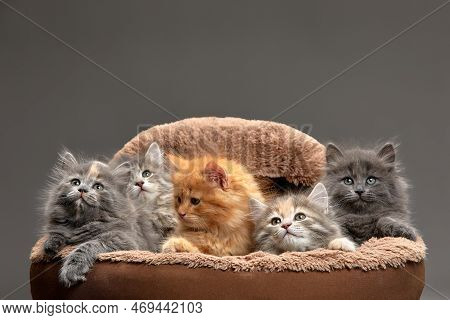 Little Kittens Are Sitting In A Cat Bed, Little Kittens Are Playing In A Cat Bed, On A Gray Backgrou