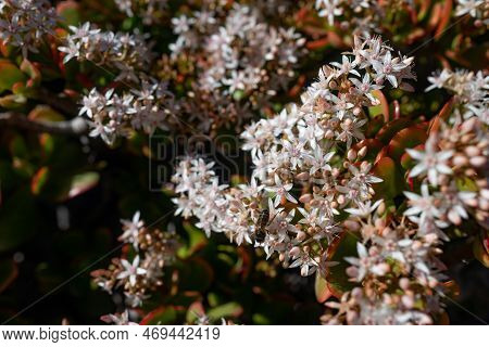 White Flowers Of Jade Plant Pollintated By A Bee. Red Edges Of Green Leaves