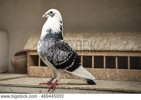 Full Body Of Beautiful Homing Pigeon Standing In Home Loft
