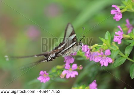 White Dragontail Of Lamproptera Curius, The Nature Concept