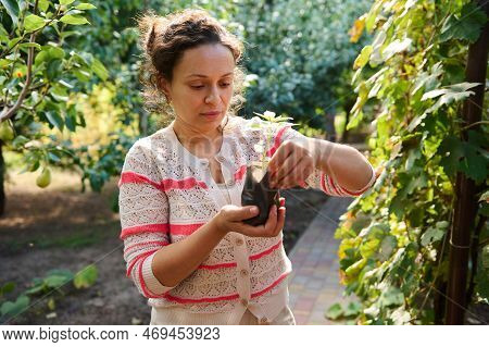 Close-up Of Female Gardener Agronome Amateur, Holding A Pot Of At First Transplanted Pepper Seedling