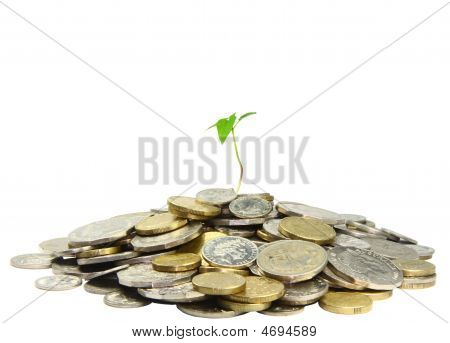 Baum Geld
