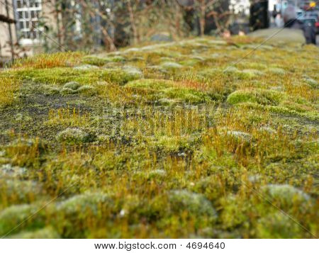 Moss