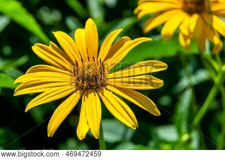 Fine Wild Growing Flower Aster False Sunflower On Background Meadow