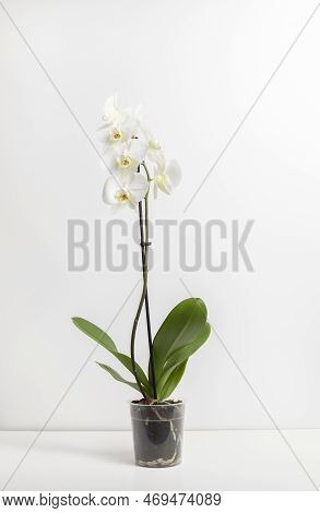 Blooming Live White Orchids With Green Leaves In Transparent Pot Isolated On White Background, Stand