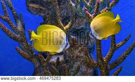 Beautiful Bright Yellow Fish Swimming In The Aquarium, Sunburst Butterflyfish, Chaetodon Kleinii. Tr