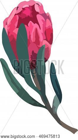 Set Realistic Vector Illustration Of Protea Flowers. Tropical King Flower Protea In Bloom.